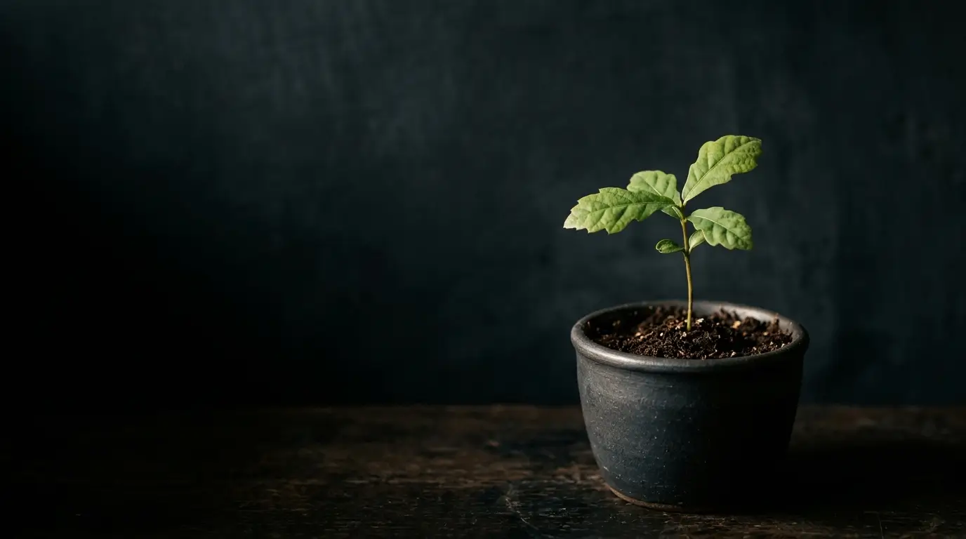 A small seedling in warm light against a dark background.